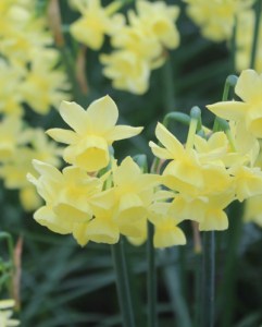 N. BOT.  Angels Breath